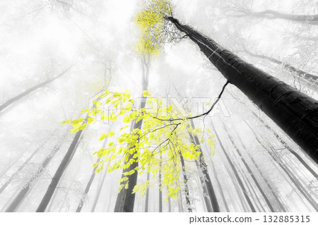 Golden Breath of the Woods Golden Breath of the Woods 132885315
