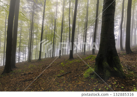 Forest Silence on the Slope Forest Silence on the Slope 132885316