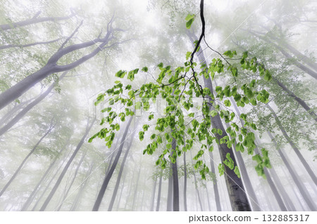 Whispers of Spring Fog Whispers of Spring Fog 132885317