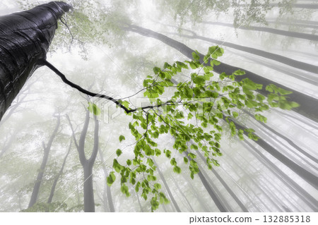 Roots of Light 132885318