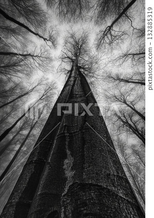 Silent Giant 132885319