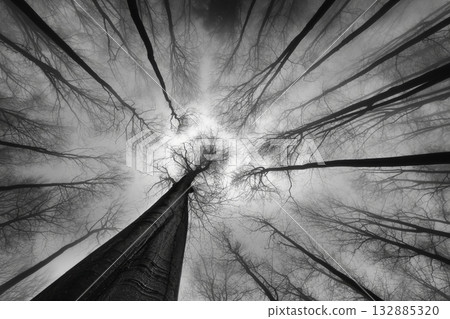 Whispers of the Woods 132885320