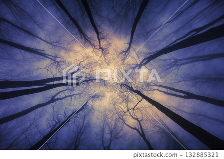 Dreamlight in the Forest 132885321