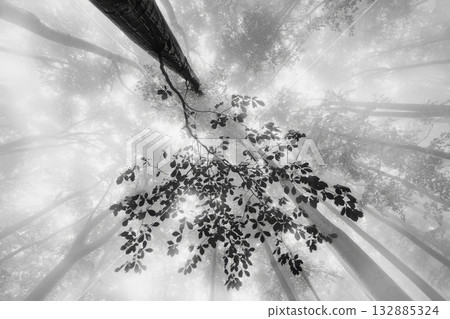 Echoes in the Mist 132885324