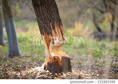 Tree on the shore of a reservoir damaged by beavers 132885399