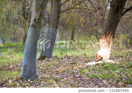 Tree on the shore of a reservoir damaged by beavers 132885400