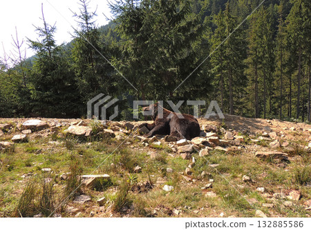 Massive bear male in natural habitat laying on a meadow at wild rocky forest Massive bear male in natural habitat laying on a meadow at wild rocky forest 132885586