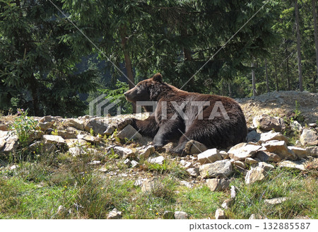 Adult male ursus resting on the rocks at sunny day   132885587