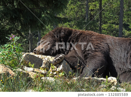 Brown bear hold his head on a stump in wild forest at sunny day 132885589