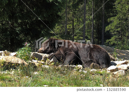 Wild Male Bear in Natural Conditions Sleeping at Midday Time 132885590
