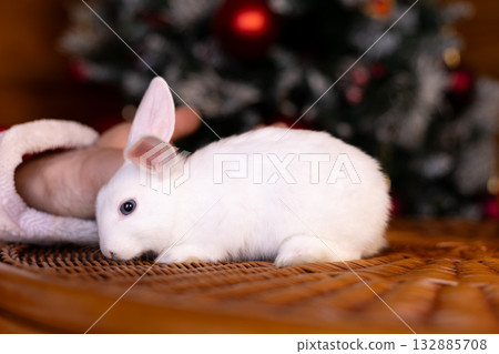 A small white rabbit rests peacefully in front of a decorated Christmas tree 132885708