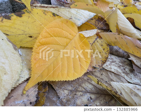 Warm orange fall leaves forming a rich, natural texture. Perfect seasonal background for  132885966