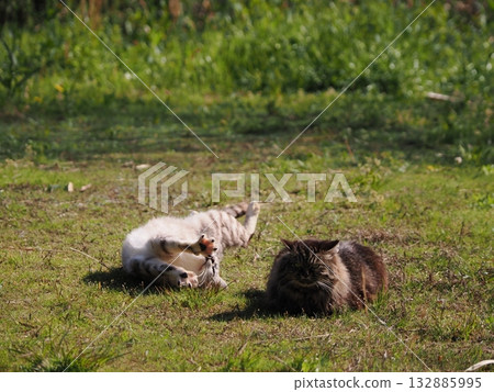Community cats living in a cat colony Community cats living in a cat colony 132885995