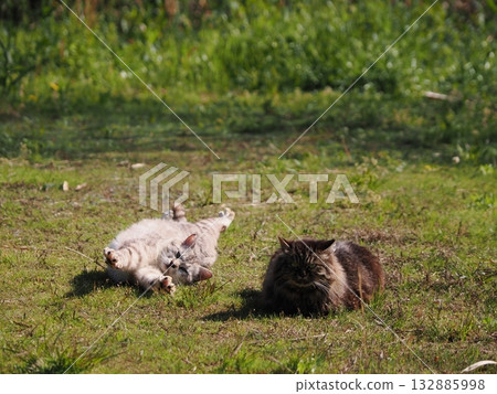 Community cats living in a cat colony Community cats living in a cat colony 132885998