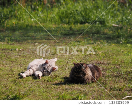 Community cats living in a cat colony Community cats living in a cat colony 132885999