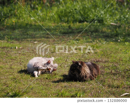 Community cats living in a cat colony Community cats living in a cat colony 132886000