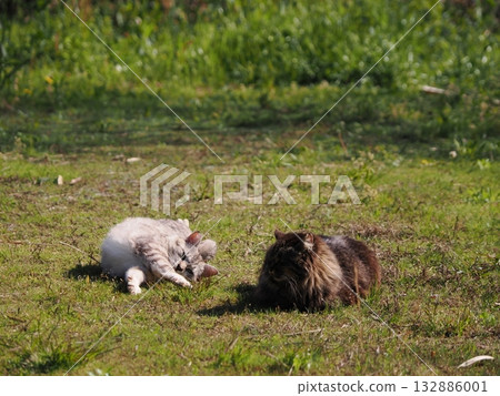 Community cats living in a cat colony Community cats living in a cat colony 132886001