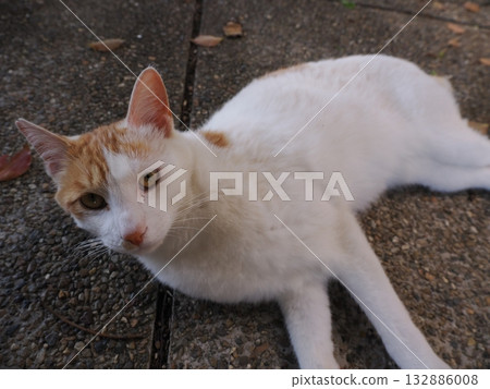 Community cats living in a cat colony Community cats living in a cat colony 132886008