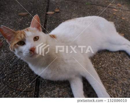 Community cats living in a cat colony Community cats living in a cat colony 132886010