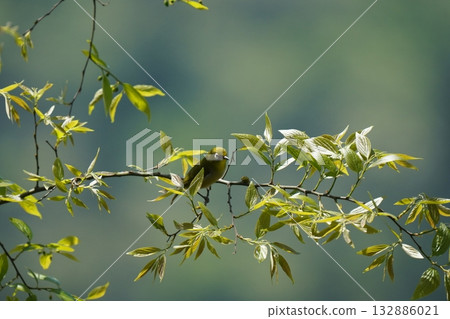 Meiro stopping on the cherry tree 132886021