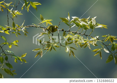 Meiro stopping on the cherry tree 132886022