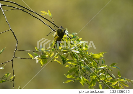 Meiro stopping on the cherry tree Meiro stopping on the cherry tree 132886025