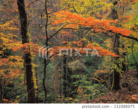 山間清晨的秋葉(afr20251108060820) 山間清晨的秋葉(afr20251108060820) 132886075