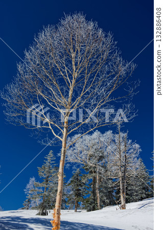 雪季時分，從鳩町峠到紫佛山的路上，可見霜凍的覆蓋。 132886408