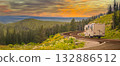 Camper Driving Down Road in The Beautiful Countryside Among Pine Trees and Flowers. 132886512