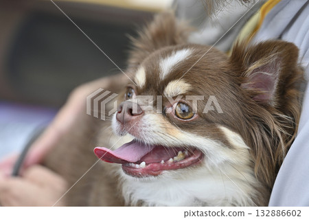 Smiling Chihuahua in a hug Smiling Chihuahua in a hug 132886602