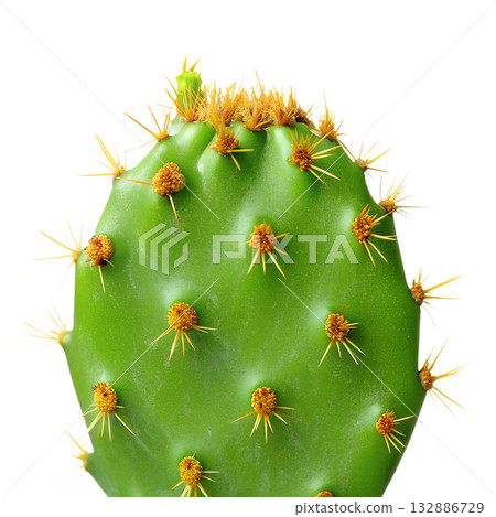 Green prickly pear cactus pad, showcasing its unique texture, sharp spines, glochids, perfect for nature, desert or botanical themes Green prickly pear cactus pad, showcasing its unique texture, sharp spines, glochids, perfect for nature, desert or botanical themes 132886729