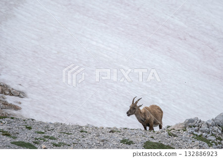 Brown female ibex on a snow a field and rocky landscape, Triglav National Park, Slovenia Brown female ibex on a snow a field and rocky landscape, Triglav National Park, Slovenia 132886923