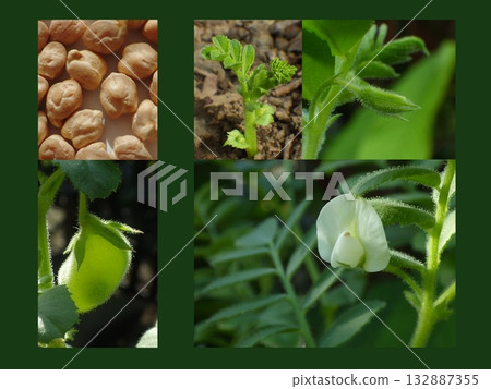 Top row, left to right: chickpeas, young shoots, buds Bottom row, right to left: flowers, pods 132887355