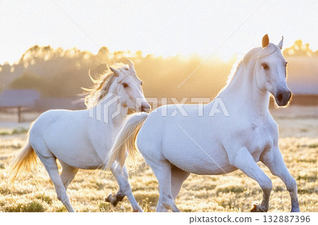 兩匹白馬奔跑在晨光灑滿的牧場上 兩匹白馬奔跑在晨光灑滿的牧場上 132887396