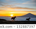 一年中的第一道陽光灑在富士山腳下的牧場上，兩匹駿馬的身影在日出時分映入眼簾。 132887397