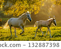 兩匹馬在晨霧中奔跑在草地上 132887398