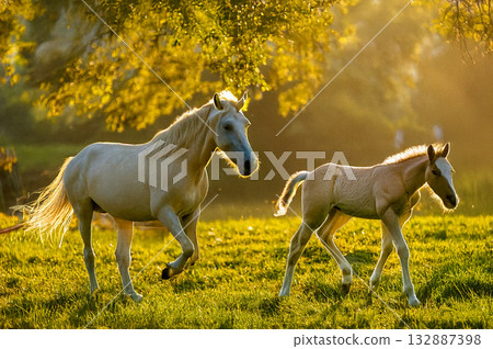 Two horses running through a meadow in the morning mist Two horses running through a meadow in the morning mist 132887398