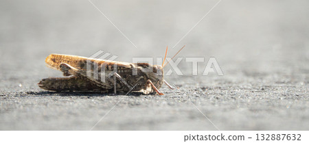 瀝青路上的蚱蜢 瀝青路上的蚱蜢 132887632