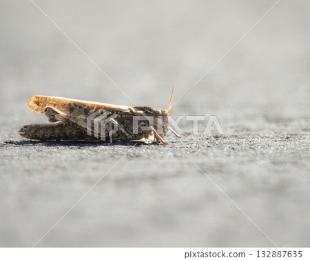A grasshopper on the asphalt A grasshopper on the asphalt 132887635