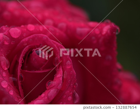 「亞歷克斯紅」是一種美麗的紅玫瑰,在多雨的十月盛開。 「亞歷克斯紅」是一種美麗的紅玫瑰,在多雨的十月盛開。 132887654