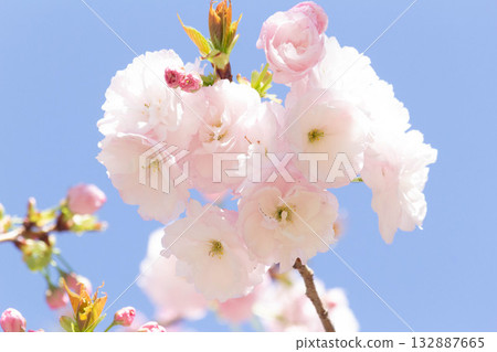 Cherry blossoms [variety: Hitoyo] 132887665