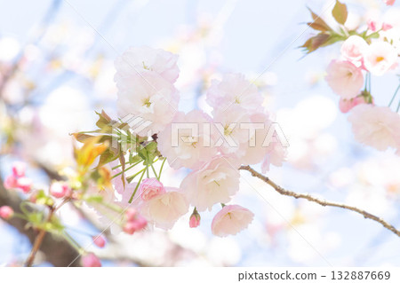 Cherry blossoms [variety: Hitoyo] 132887669