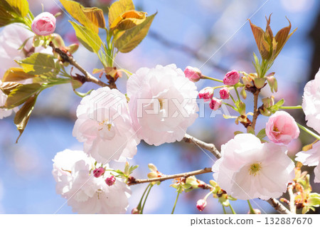 Cherry blossoms [variety: Hitoyo] 132887670