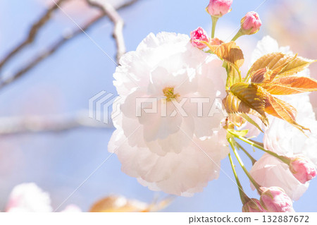 Cherry blossoms [variety: Hitoyo] 132887672