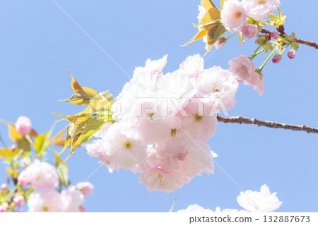 Cherry blossoms [variety: Hitoyo] 132887673