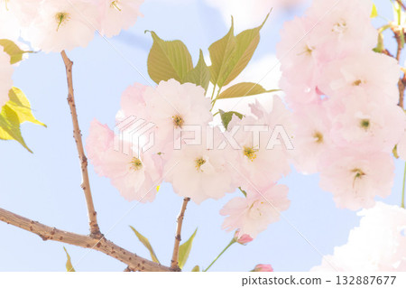 Cherry blossoms [variety: Hitoyo] 132887677