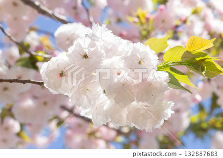 Cherry blossoms [variety: Hitoyo] 132887683