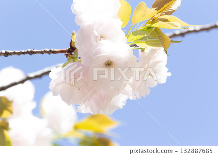 Cherry blossoms [variety: Hitoyo] 132887685
