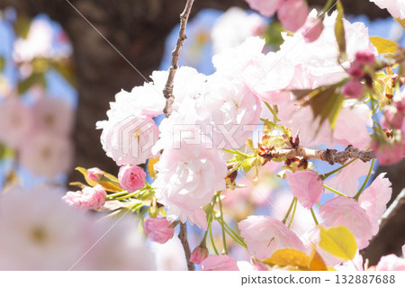 Cherry blossoms [variety: Hitoyo] 132887688