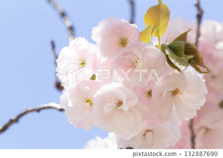 櫻花[品種：人榮] 132887690